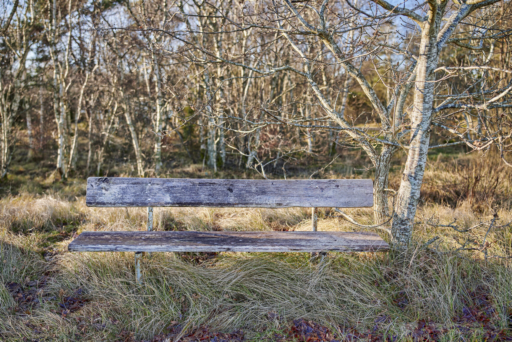 Buy stock photo Old bench in a quiet forest with tree branches and wild nature. Peaceful spot in a the lonely woods on a sunny day. Zen, tranquility and peace in a hidden jungle spot with harmony and natural beauty