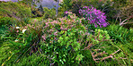 Mountain flower in South Africa - Regal pelargonium