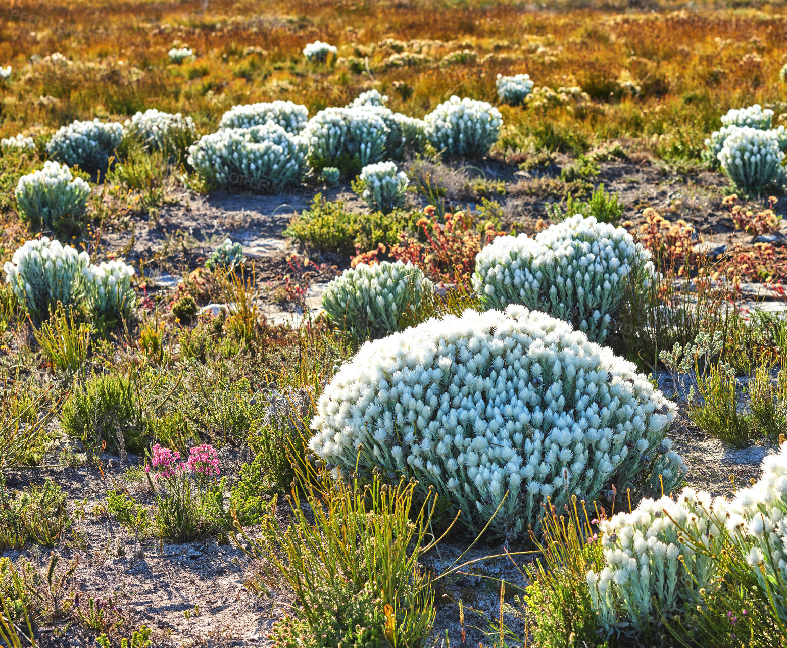 Buy stock photo Everlastings (Syncarpha vestita). Also called by the following name: Cape snow. Desert flower in South Africa.