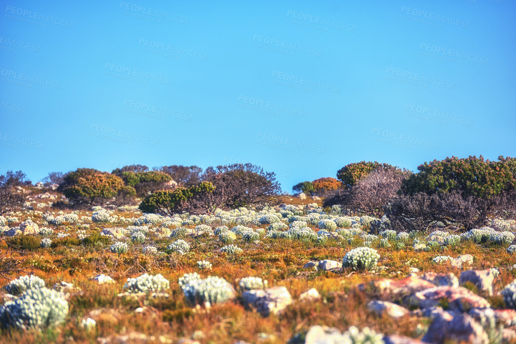 Buy stock photo Field of white everlastings (Syncarpha vestita) and pther plants and bushes on mountain against blue sky. Also called by the following name: Cape snow.  Desert flower in South Africa. Plant life and vegetation