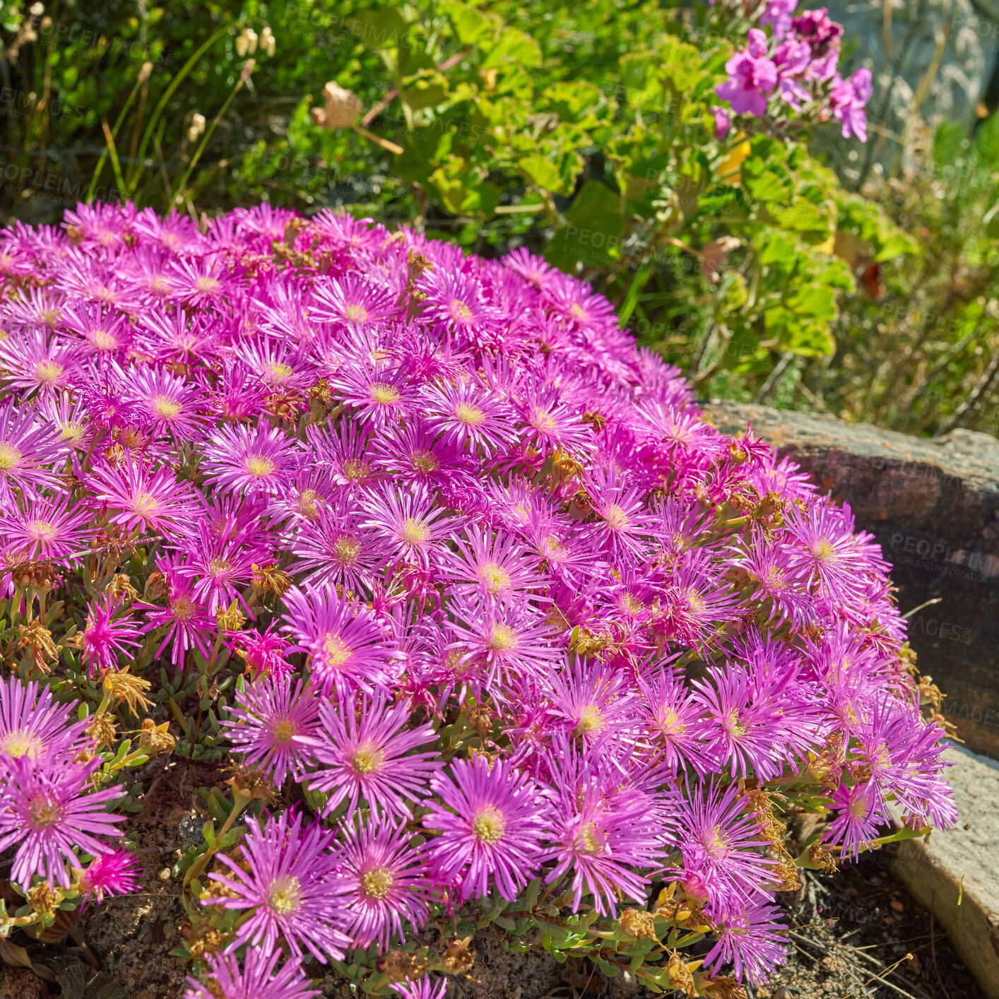 Buy stock photo Purple drosanthemum floribundum succulent plants growing outside in their natural habitat. Nature has many species of fauna. A bed of flowers in a thriving forest (in Latin: Lampranthus spectabills)