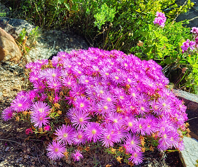 Buy stock photo Wild mountain flower in South Africa called Ice Plant (in latin: Lampranthus spectabills)