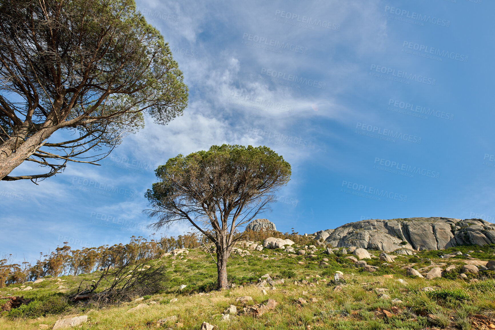 Buy stock photo Outdoor, growth and landscape with trees in nature, sustainability and scenery of green environment. Sky, space and view of vegetation in national park, rocks and natural development of plants