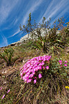 Mountain flower in South Africa - Ice Plant