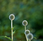 Globe Thistle flowers