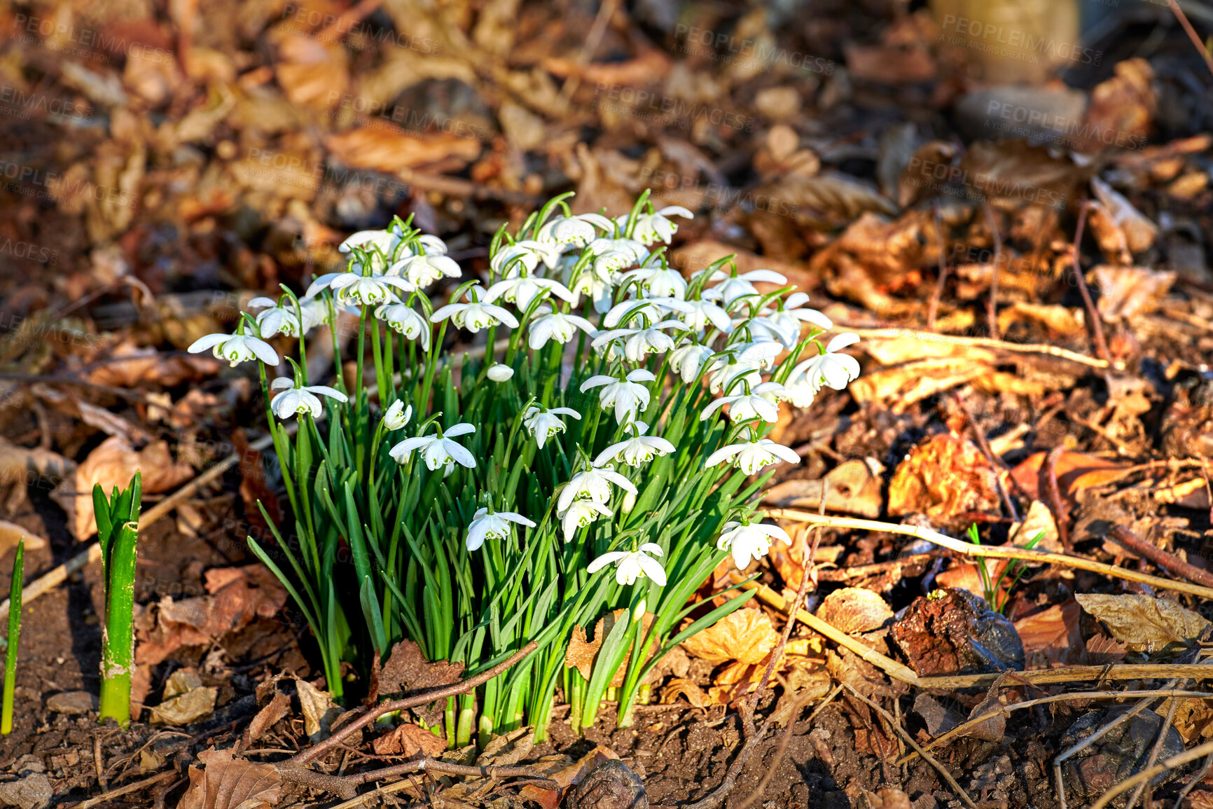 Buy stock photo Galanthus nivalis was described by the Swedish botanist Carl Linnaeus in his Species Plantarum in 1753, and given the specific epithet nivalis, meaning snowy (Galanthus means with milk-white flowers). T