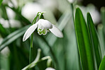 Common snowdrop - Galanthus nivalis 