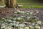 Common snowdrop - Galanthus nivalis 