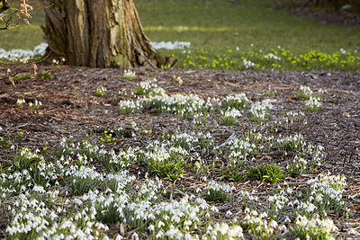 Buy stock photo Galanthus nivalis was described by the Swedish botanist Carl Linnaeus in his Species Plantarum in 1753, and given the specific epithet nivalis, meaning snowy (Galanthus means with milk-white flowers). T