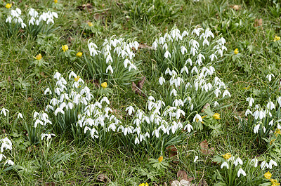 Buy stock photo Galanthus nivalis was described by the Swedish botanist Carl Linnaeus in his Species Plantarum in 1753, and given the specific epithet nivalis, meaning snowy (Galanthus means with milk-white flowers). T