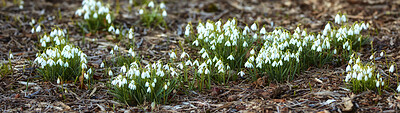 Buy stock photo Common snowdrop - Galanthus nivalis 