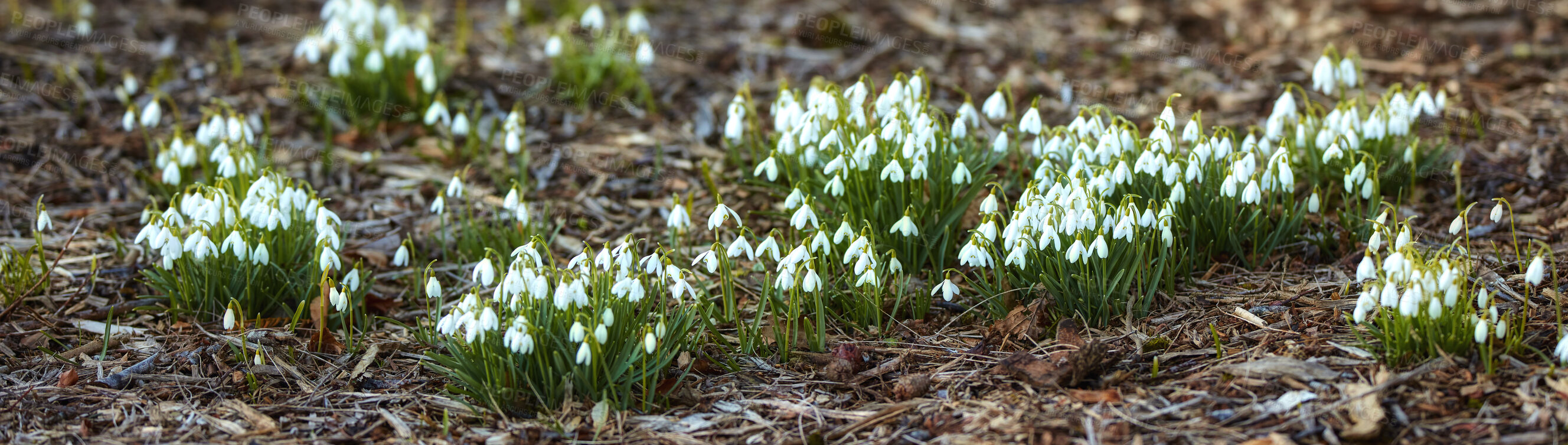 Buy stock photo Common snowdrop - Galanthus nivalis 