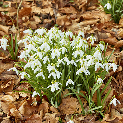 Buy stock photo Galanthus woronowii growing in their natural habitat in a dense forest. Green snowdrop in the woods. Woronow's snowdrop. Plant species thriving in their natural habitat and environment