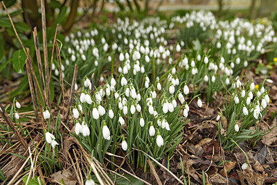 Buy stock photo Galanthus woronowii growing in their natural habitat in a dense forest. Green snowdrop in the woods. Woronow's snowdrop. Plant species thriving in their natural habitat and environment