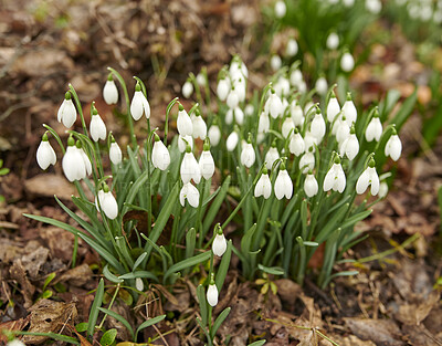 Buy stock photo Common snowdrop - Galanthus nivalis 