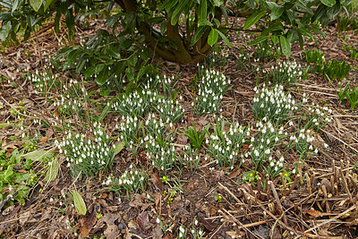 Buy stock photo Common snowdrop - Galanthus nivalis 