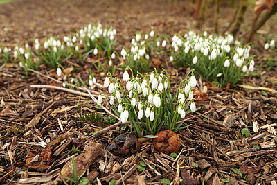 Buy stock photo Common snowdrop - Galanthus nivalis 