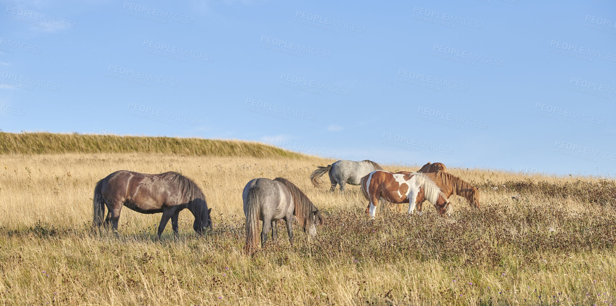 Buy stock photo Team, harras, rag, stud, group, string of various wild horses grazing on grass in an open field during the day. Animal wildlife in their natural habitat outside. Stallions on a stud farm, dude ranch