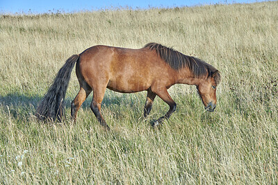 Pics of One majestic large, big, brown purebred, thoroughbred wild horse with a dark mane and tail standing in an open field, farm, meadow eating, grazing on the green grass outside on a clear summer day, stock photo, images and stock photography PeopleIm