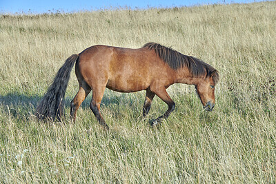 Buy stock photo One majestic large, big, brown purebred, thoroughbred wild horse with a dark mane and tail standing in an open field, farm, meadow eating, grazing on the green grass outside on a clear summer day