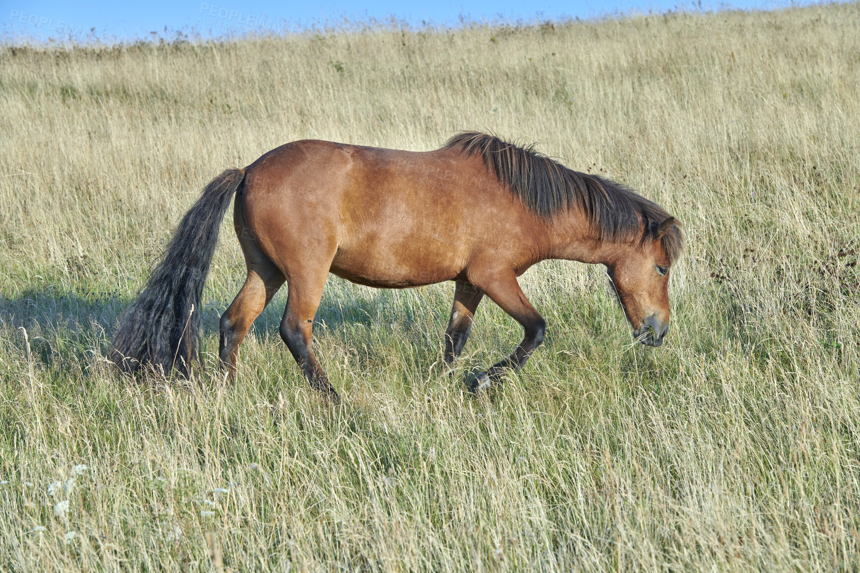 Buy stock photo One majestic large, big, brown purebred, thoroughbred wild horse with a dark mane and tail standing in an open field, farm, meadow eating, grazing on the green grass outside on a clear summer day