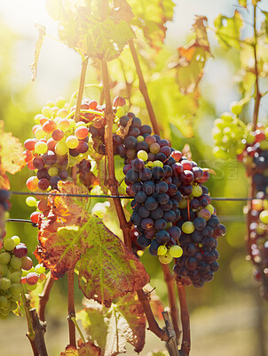Buy stock photo Closeup of a fresh bunch of red and green grapes hanging on a plant in a vineyard. Growing fruit and produce on a wine farm in a remote and rural area during a summer day. Agriculture and planting