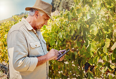Buy stock photo One senior caucasian farmer using a digital tablet on his vineyard. Serious elderly man standing alone and browsing while using technology on wine farm in summer. Old farmer with crops and agriculture