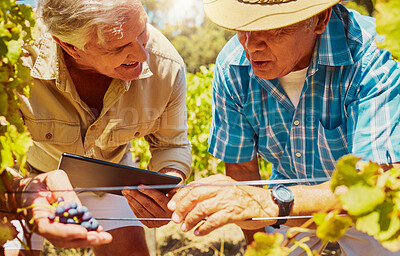 Two senior farmers picking fresh red grapes off plant in vineyard while using a digital tablet. Elderly men and colleagues touching crops and produce on wine farm in summer. Checking fruit for harvest
