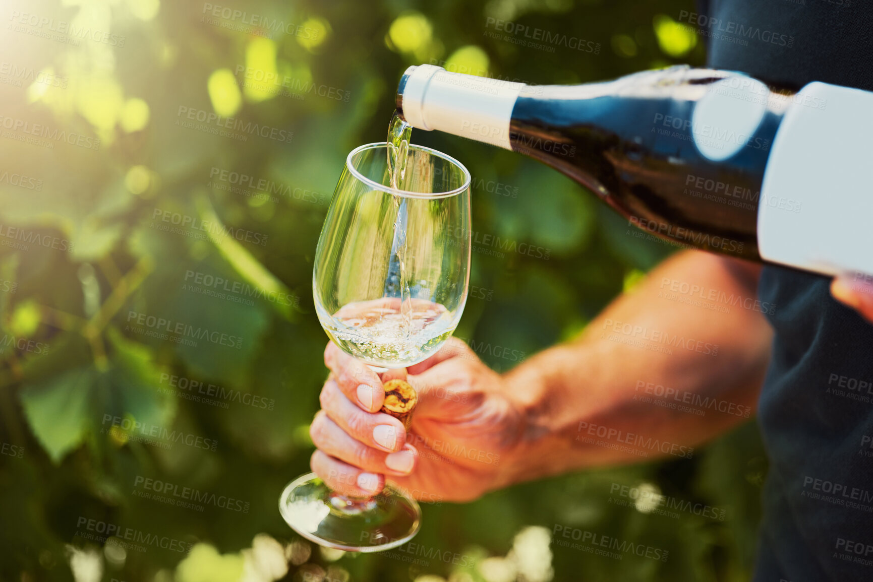 Buy stock photo Closeup of one unknown farmer pouring white wine into wineglass on farm. Caucasian man holding a bottle and filling a glass with alcohol for tasting during summer on his vineyard. Weekend wine tasting