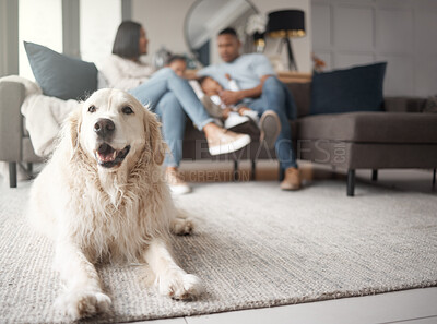 Buy stock photo Golden retriever, resting and carpet family in the background on the sofa in portrait on a sofa for leisure.Dog, relaxing and floor with owners on the couch with happiness in a closeup in lounge.
