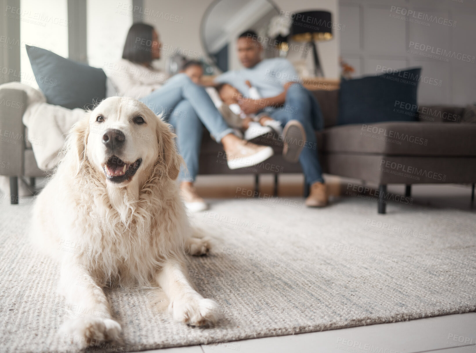 Buy stock photo Golden retriever, resting and carpet family in the background on the sofa in portrait on a sofa for leisure.Dog, relaxing and floor with owners on the couch with happiness in a closeup in lounge.
