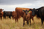 A herd of brown and black cows and calves with yellow ear tags on a cattle farm