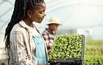 Young farmer checking her seedlings. African american farmer holding a tray of growing seedlings. Farmer cultivating herbs in a garden. Farmer working on a sustainable farm