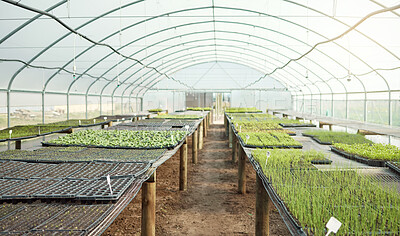 Buy stock photo Variety of green saplings, seedlings, plants in an empty farm greenhouse. Growing agriculture for planting, sustainability, fresh produce and consumables. Controlling temperature with polycarbonate