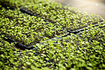 Trays of plants growing in a bed of soil. Closeup of plants growing in a garden. Various herbs growing on a farm. Conservation of plants growing in a greenhouse garden.