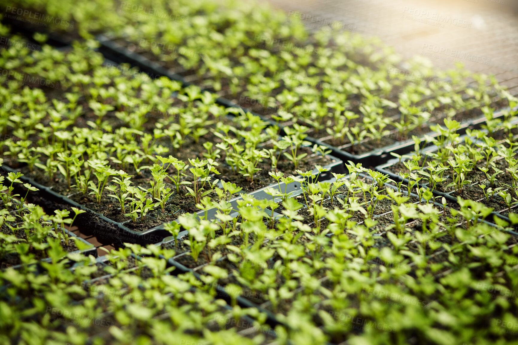 Buy stock photo Trays of plants growing in a bed of soil. Closeup of plants growing in a garden. Various herbs growing on a farm. Conservation of plants growing in a greenhouse garden.