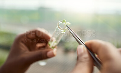 Buy stock photo Hand of a botanist collecting plant samples. farmer collecting samples in a test tube. Farmer using tweezer to collect samples. Farmer collecting samples in a vial. Scientist saving plant sample