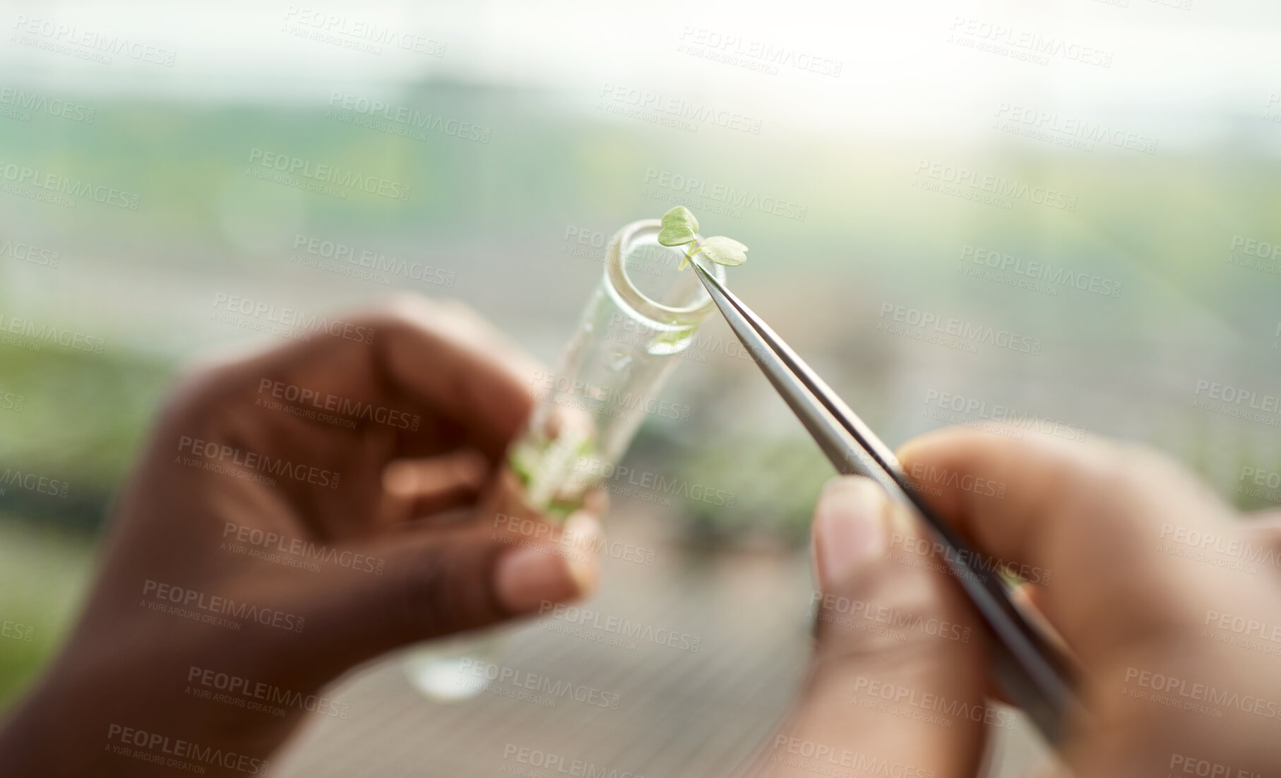 Buy stock photo Hand of a botanist collecting plant samples. farmer collecting samples in a test tube. Farmer using tweezer to collect samples. Farmer collecting samples in a vial. Scientist saving plant sample