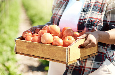 Closeup of farmer carrying ripe tomatoes. Hands of a farmer holding a crate of harvested tomatoes. Farmer holding a box of organic vegetables. Farmer carrying harvested produce