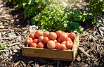 A crate of fresh ripe tomatoes. Crate of harvested tomatoes. Organic tomatoes in a box. Tomatoes in a crate in a garden. Fresh, raw tomatoes in a greenhouse. Organic tomatoes on an empty farm