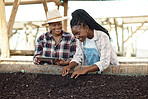 Two farmers checking soil quality. Happy farmers using digital tablet to check soil quality. African american farm workers looking at a bed of dirt. Farmers using a digital device