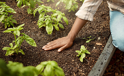 Closeup on hands of farmer in a garden. Farmer touching a bed of soil. farmer checking garden crops. Farmer checking growing plant seedlings. African american farmer checking plants in a greenhouse