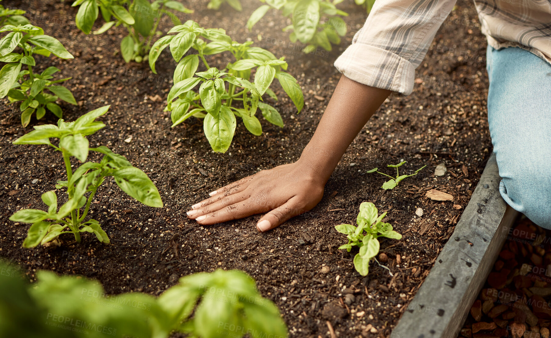 Buy stock photo Closeup on hands of farmer in a garden. Farmer touching a bed of soil. farmer checking garden crops. Farmer checking growing plant seedlings. African american farmer checking plants in a greenhouse