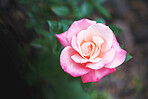Beautiful pink rose flowering in garden