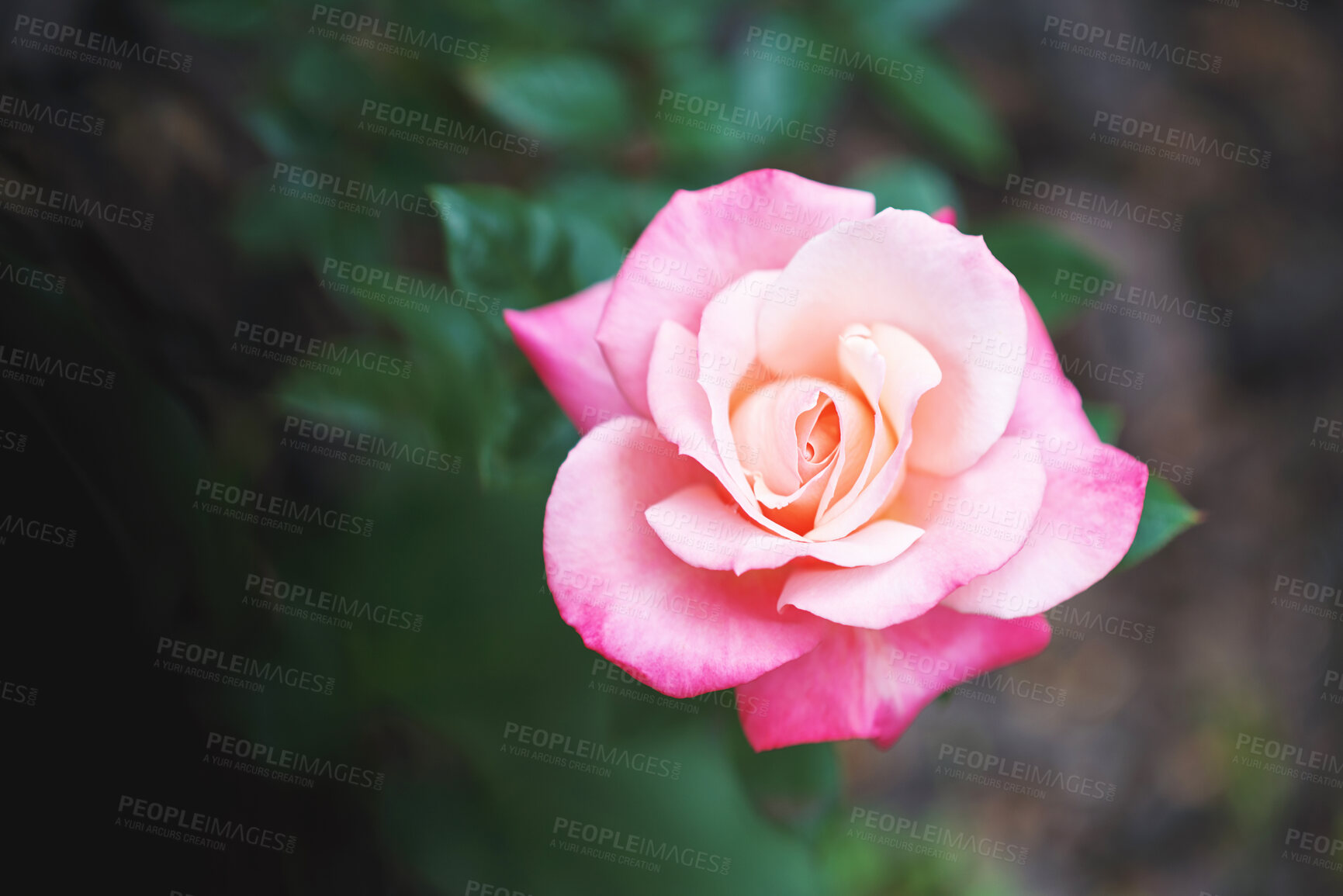 Buy stock photo Tea rose, summer flower and nature plant in garden with pink, blossom or bloom in spring or growth. Beauty of natural floral bush, bright color or fresh lush petals on tree in forest for ecology