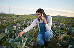 Woman farmer talking on her smartphone while sitting in a cabbage field. Young brunette female using her mobile device on an organic vegetable farm