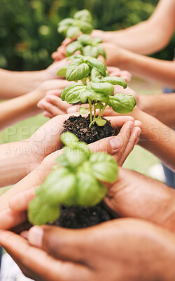 A row of hands holding plants outside in nature. Organised hands holding soil and growing plants. A line of hands holding plants