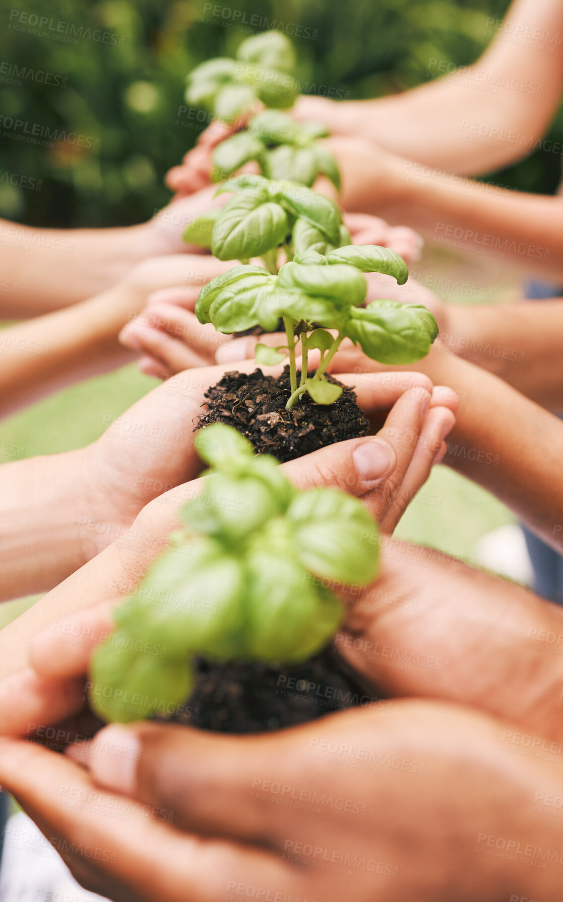 Buy stock photo Hands, holding plants and nature soil in care for the environment, community and earth outside. Hand of people working together in hope, nurture and support for a sustainable future and conservation