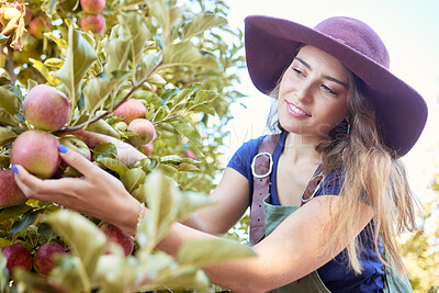 Buy stock photo Young woman picking apples from a tree. Happy female farmer harvesting and grabbing fruits in an orchard from trees during harvest season on a farm. Farmer looking at apples growing on a farmland