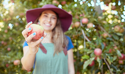 Buy stock photo Young female farmer holding a freshly picked apple harvested herself in an orchard garden. Woman picking nutritious organic fruit for making juice, cider and vinegar on sustainable farm during summer